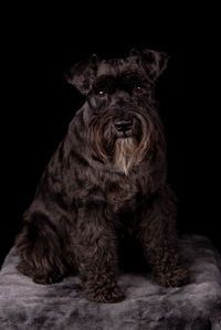 Portrait of dog sitting against black background