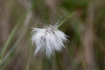 Close-up of dandelion on plant