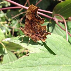 Close-up of insect on leaf