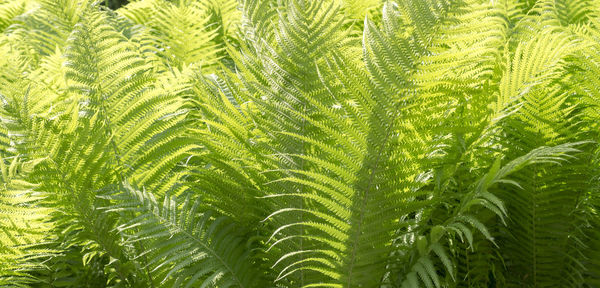 Full frame shot of palm trees