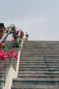 Low angle view of flowering plant against building