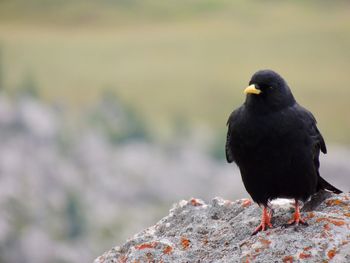 Close-up of crow perching on rock