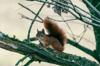 Low angle view of squirrel on tree