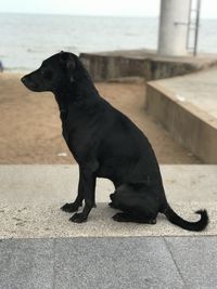 Black dog looking at sea shore