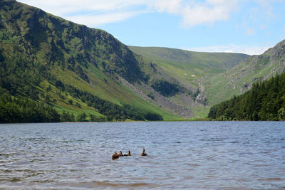 Ducks swimming in lake by mountain against sky