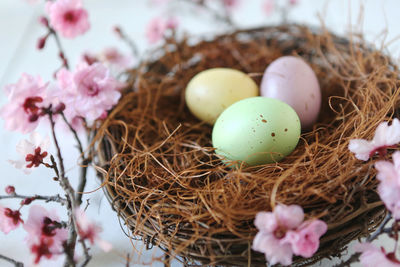 Close-up of eggs in nest