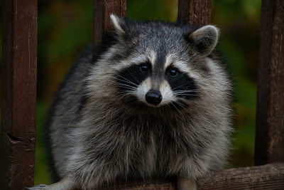 Raccoon on wooden deck