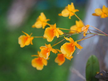 Close-up of yellow flowering plant leaves
