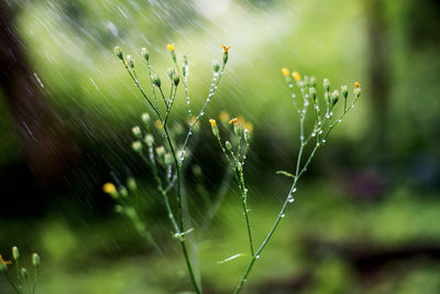 Water spraying on plants