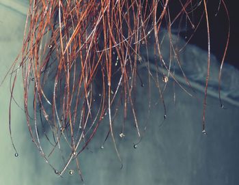 Close-up of spider web during winter