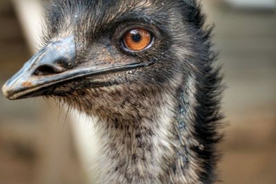 Close-up of ostrich