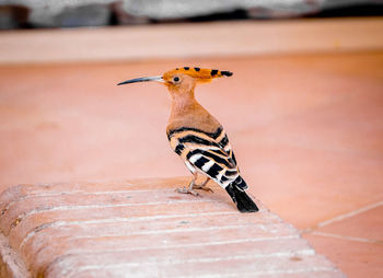 Close-up of butterfly on wall
