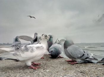 Birds on shore at beach