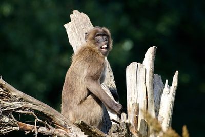 Close-up of baboon sitting on tree stump