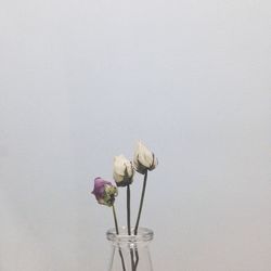 Close-up of white roses in vase
