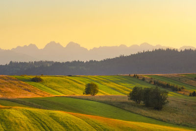 Scenic view of agricultural field against clear sky