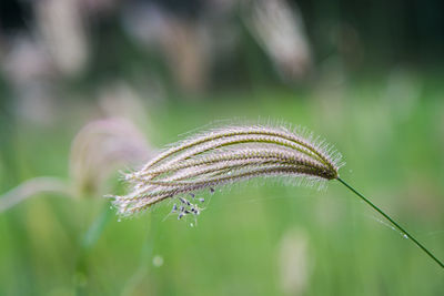 Close-up of flower growing on field