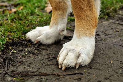 Close-up of a dog