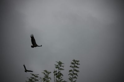 Low angle view of birds flying in sky