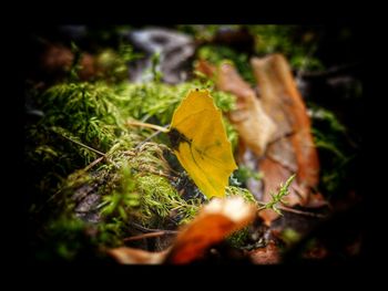 Close-up of dry leaves on field