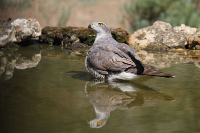Birds perching on rock in lake