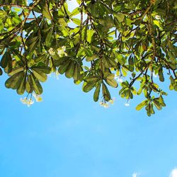 Low angle view of trees