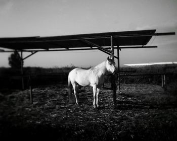 Horse on farm against sky
