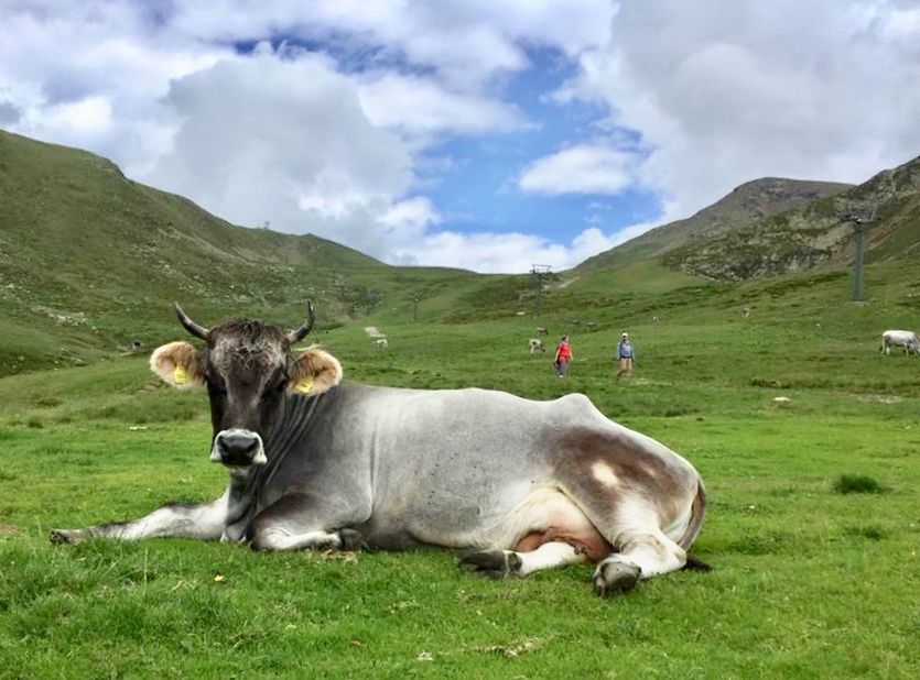 COWS IN THE FIELD