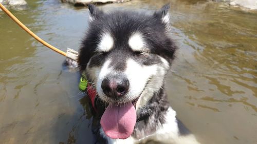 Portrait of dog sticking out tongue