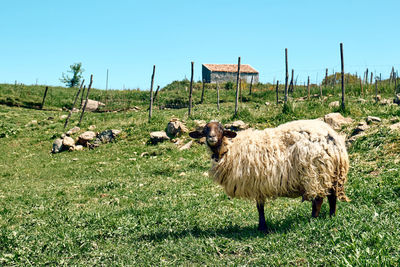 Cute sheep grazing on green meadows in the farm in mountains in sicily, italy.