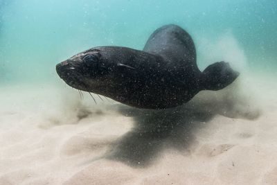 Fur seal swimming in sea