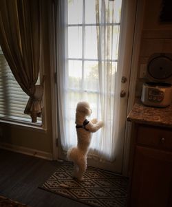 Dog sitting on floor