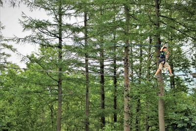 Low angle view of trees in forest