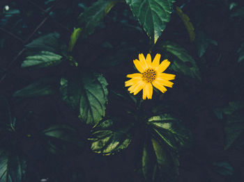 Close-up of yellow flowering plant