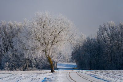 Snow covered road amidst trees against sky