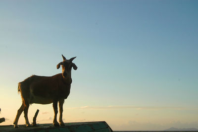 Horse standing on field against sky