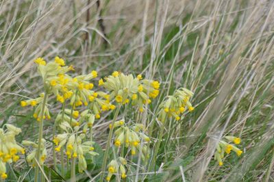 Close-up of yellow flowers blooming in field