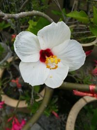 Close-up of white hibiscus blooming outdoors