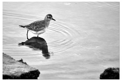 Seagull on a lake