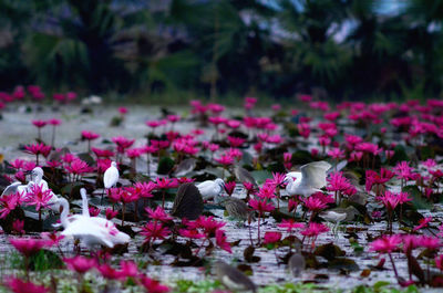 Close-up of pink lotus flowers floating on water