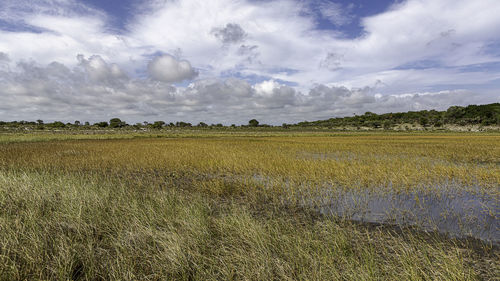 Scenic view of field against sky