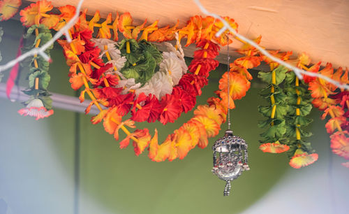 Close-up of orange flowers