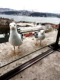 Seagulls perching on the sea