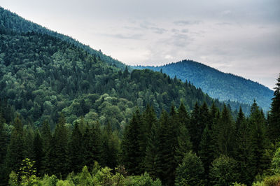 Scenic view of pine trees against sky