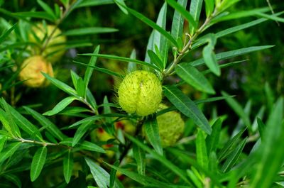 Close-up of green plant