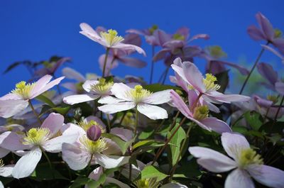 Close-up of white flowering plants