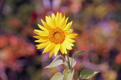 Close-up of yellow flower blooming outdoors