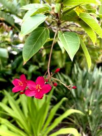 Close-up of pink flowering plant