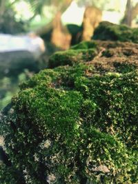 Close-up of moss growing on plant