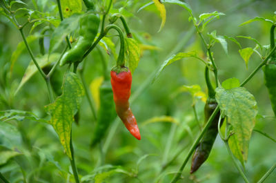 The red ripe chilly with leaves and plant in the garden.